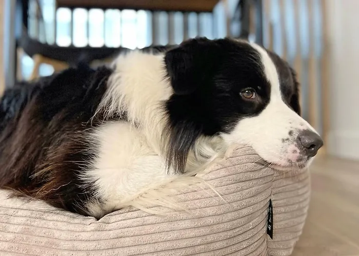 Appartement 423 W Pieciogwiazdkowym Royal Tulip Plaza 200 M Dobruk *