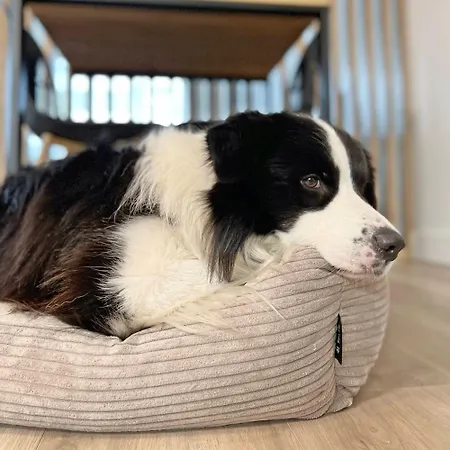 アパート 423 W Pieciogwiazdkowym Royal Tulip Plaza 200 M Dobruk *